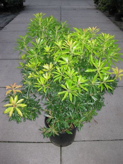  Rotsheide (Pieris 'Forest Flame')