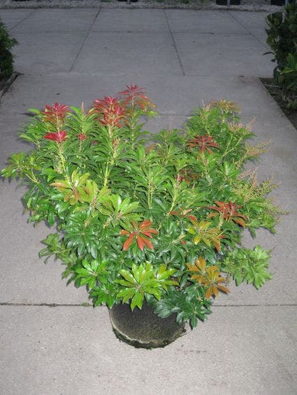  Rotsheide (Pieris Japonica 'Mountain Fire')