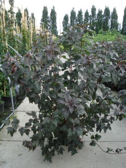  Blaasspirea (Physocarpus Opulifolius 'Diabolo')