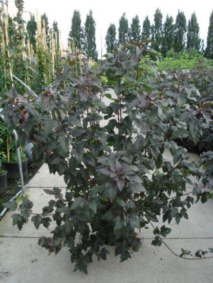  Blaasspirea (Physocarpus Opulifolius 'Diabolo')