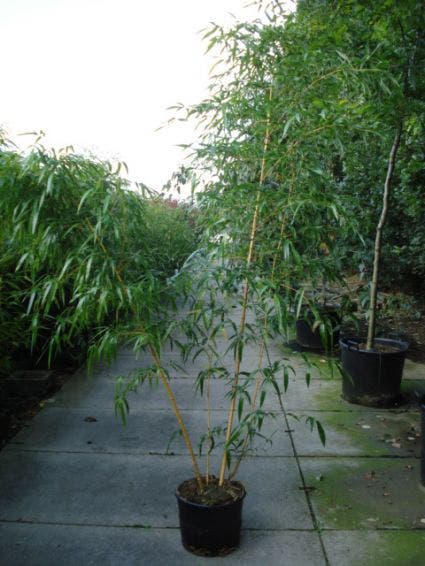  Bamboe (Phyllostachys Vivax 'Aureocaulis')