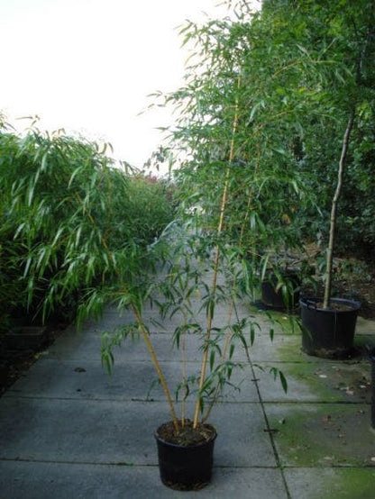  Bamboe (Phyllostachys Vivax 'Aureocaulis')