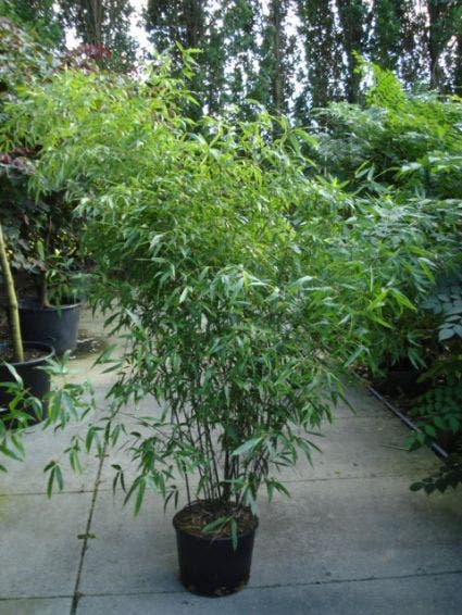  Bamboe (Phyllostachys Nigra)