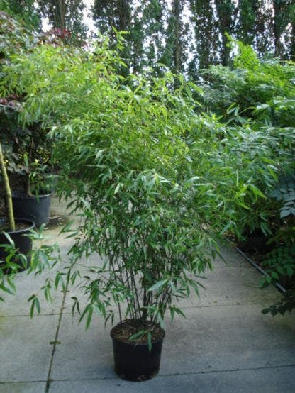  Bamboe (Phyllostachys Nigra)