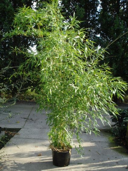  Bamboe (Phyllostachys Aureosulcata 'Spectabilis')