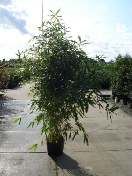  Bamboe (Phyllostachys Aurea)