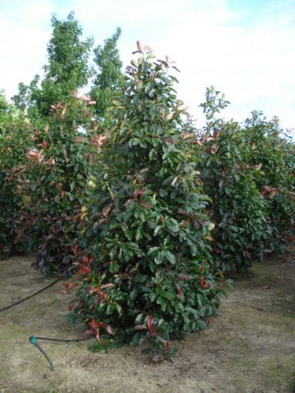  Glansmispel (Photinia Fraseri 'Camilvy')