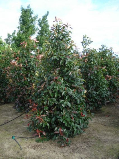  Glansmispel (Photinia Fraseri 'Camilvy')