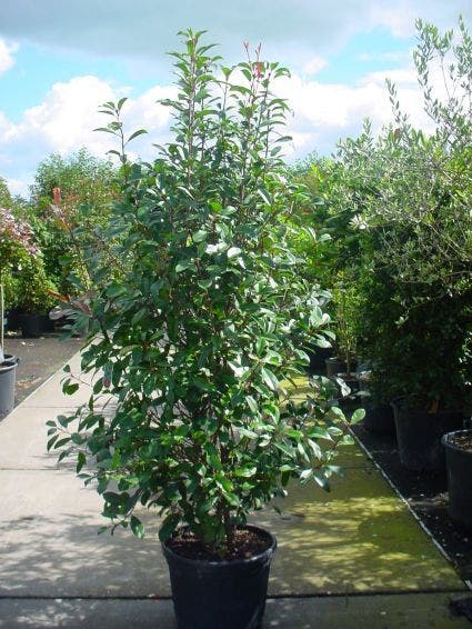  Glansmispel (Photinia Fraseri 'Red Robin')