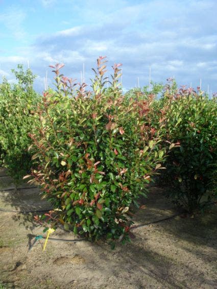  Glansmispel (Photinia Fraseri 'Red Robin')