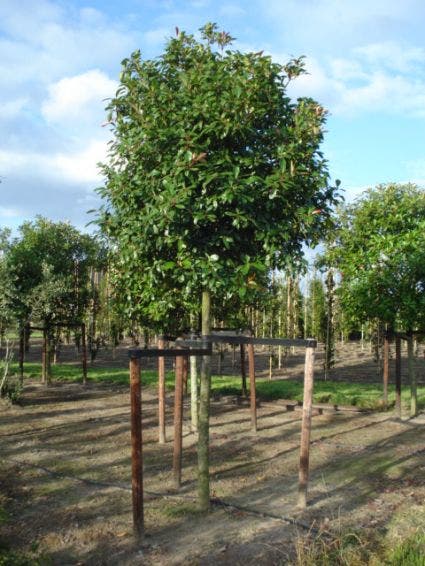  Glansmispel Als Boom (Photinia Fraseri 'Red Robin')