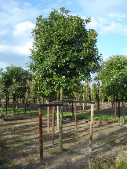  Glansmispel Als Boom (Photinia Fraseri 'Red Robin')