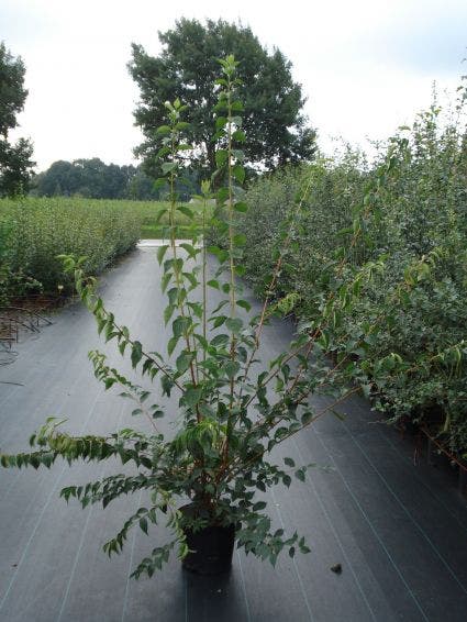  Boerenjasmijn (Philadelphus 'Virginal')