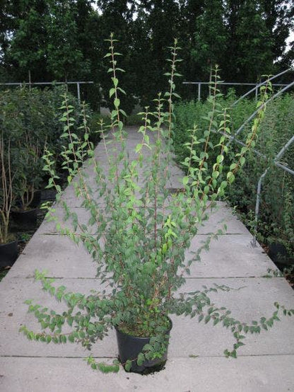  Boerenjasmijn (Philadelphus 'Lemoinei')