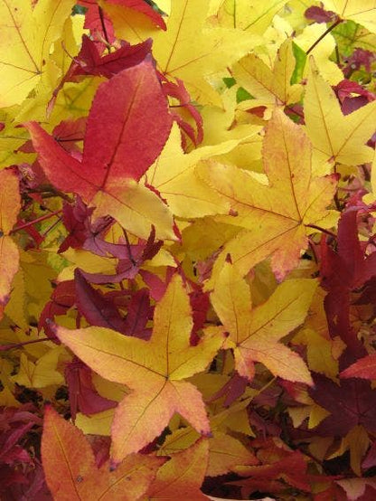  Amberboom Als Struik (Liquidambar Styraciflua)