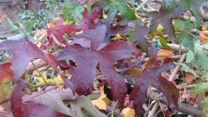  Amberboom Als Leiboom (Liquidambar Styraciflua 'Worplesdon')