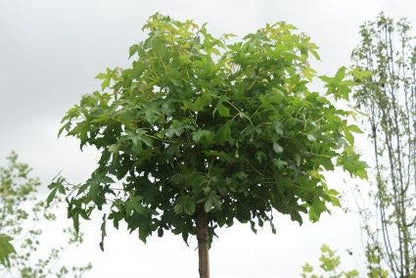  Amberboom (Liquidambar 'Gum Ball')