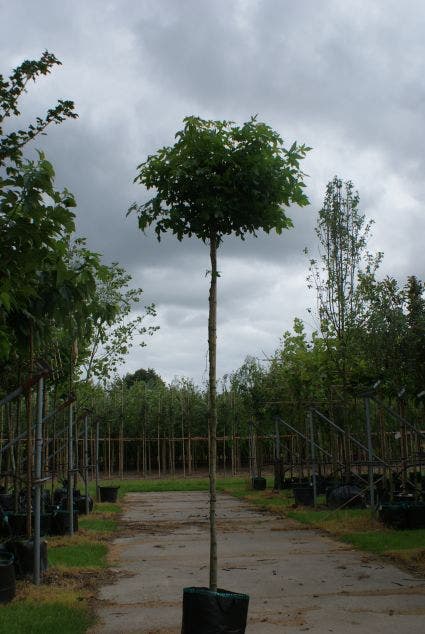  Amberboom (Liquidambar 'Gum Ball')