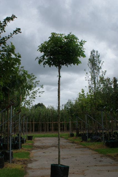  Amberboom (Liquidambar 'Gum Ball')