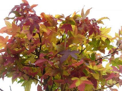  Amberboom Op Stam (Liquidambar 'Gum Ball')