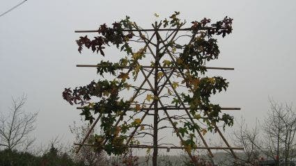  Amberboom Als Leiboom (Liquidambar Styraciflua 'Worplesdon')