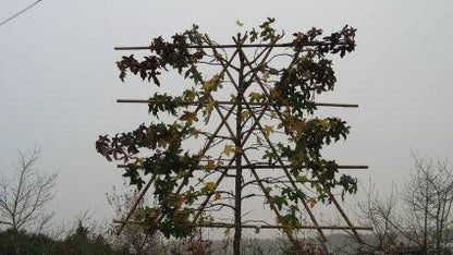  Amberboom Als Leiboom (Liquidambar Styraciflua 'Worplesdon')