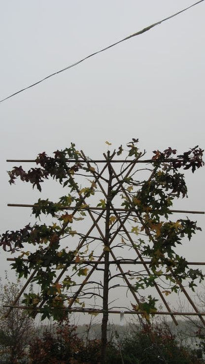  Amberboom Als Leiboom (Liquidambar Styraciflua)