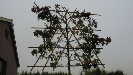  Amberboom Als Leiboom (Liquidambar Styraciflua)