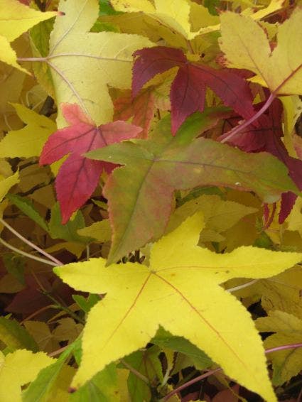  Amberboom Als Leiboom (Liquidambar Styraciflua)