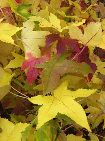  Amberboom Als Leivorm (Liquidambar Styraciflua)