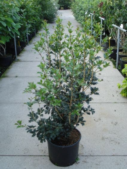  Schijnhulst (Osmanthus Heterophyllus 'Variegatus')