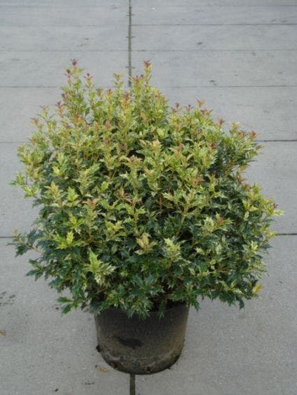  Schijnhulst (Osmanthus Heterophyllus 'Variegatus')