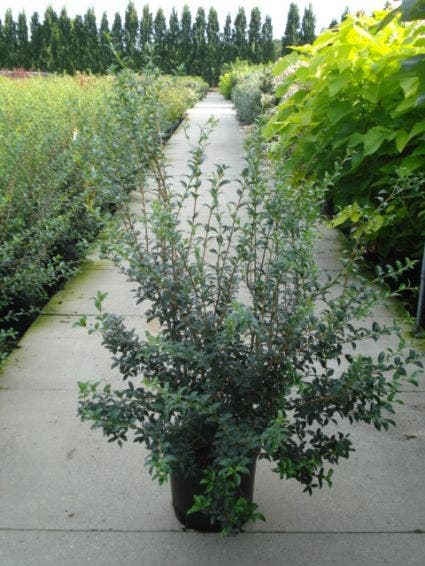  Schijnhulst (Osmanthus Burkwoodii)