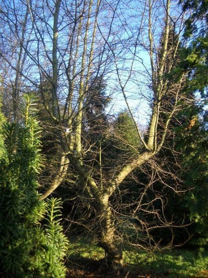 Schijnbeuk (Nothofagus Antarctica)