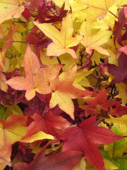  Amberboom Als Struik (Liquidambar Styraciflua 'Worplesdon')