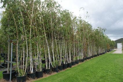  Meerstammige Berk (Betula Pendula)