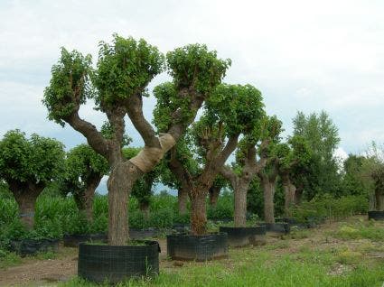  Witte Moerbei (Morus Alba)