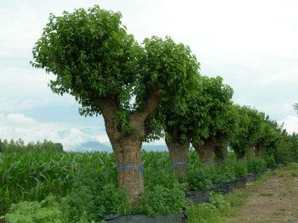  Witte Moerbei (Morus Alba)