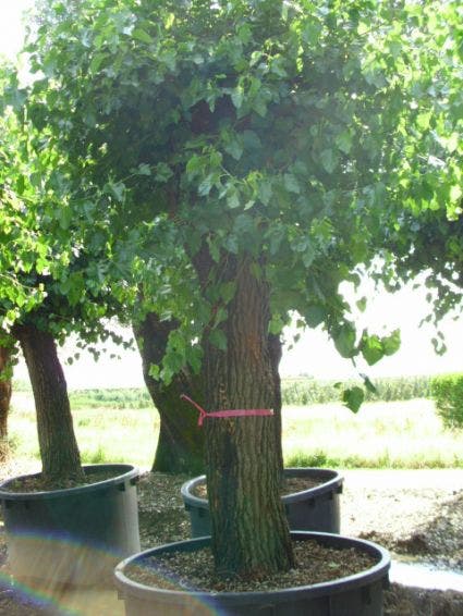  Witte Moerbei (Morus Alba)