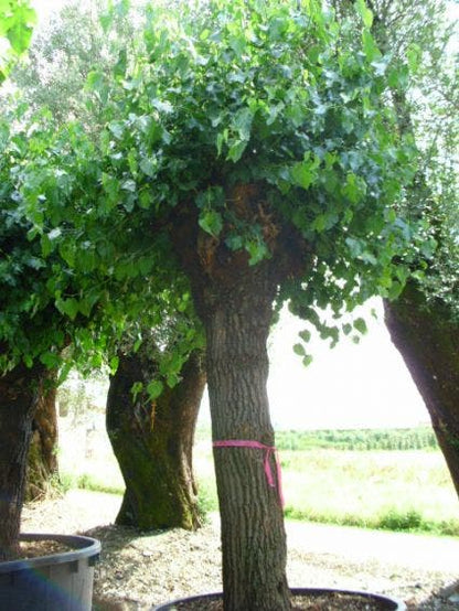  Witte Moerbei (Morus Alba)