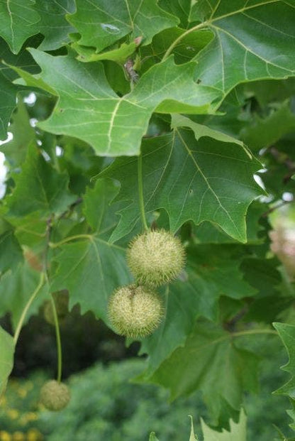  Dakplataan (Platanus Hispanica )