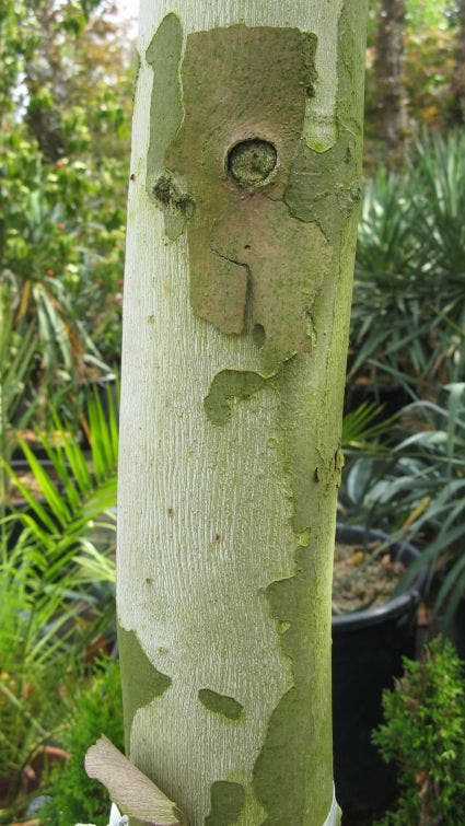  Leiplataan (Platanus Hispanica)