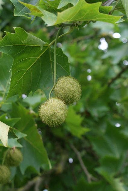  Plataan (Platanus Hispanica)
