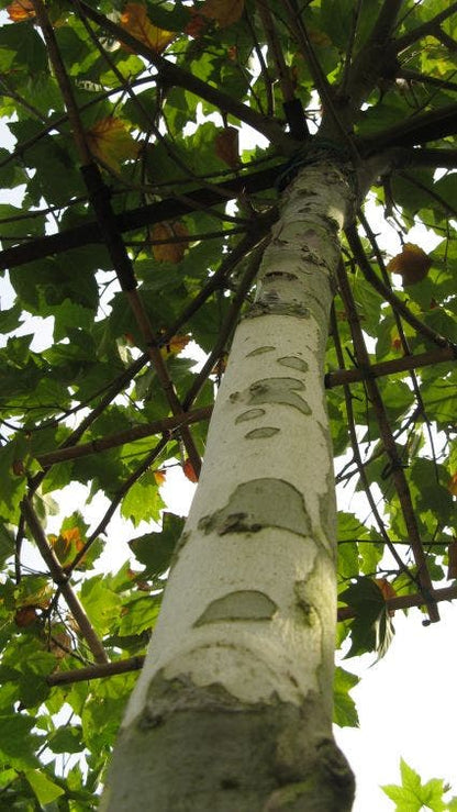 Plataan (Platanus Hispanica)