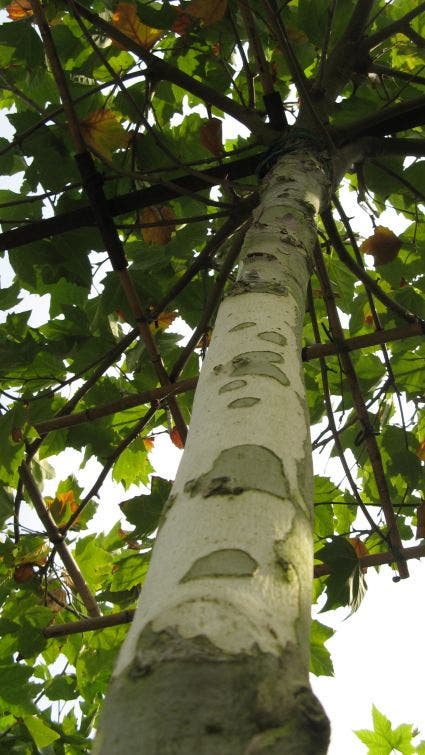 Dakplataan (Platanus Hispanica )