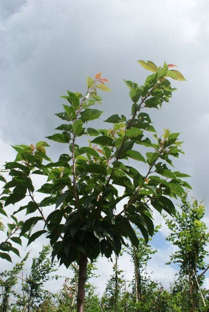  Japanse Sierkers (Prunus Serrulata 'Kanzan')