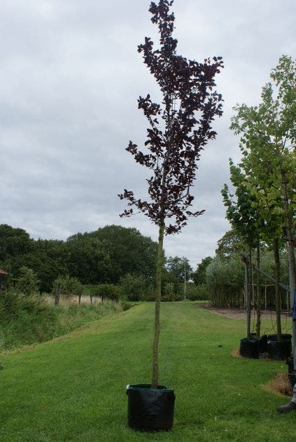  Rode Kerspruim Als Boom (Prunus Cerasifera 'Nigra')