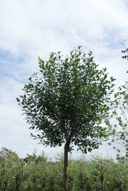  Bolprunus (Prunus Eminens 'Umbraculifera')