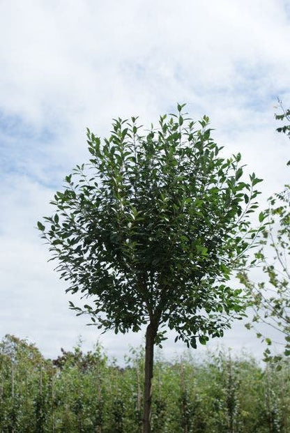  Bolprunus (Prunus Eminens 'Umbraculifera')