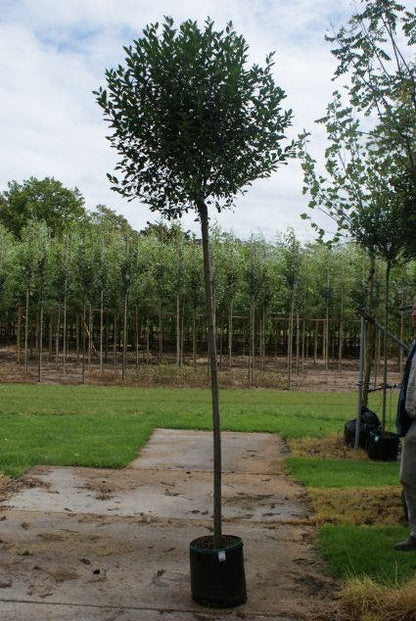  Bolprunus (Prunus Eminens 'Umbraculifera')